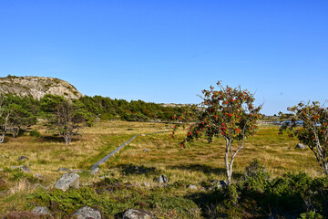 Fototapeta na wymiar Scandinavian hiking trail on a field in Koster island, Sweden