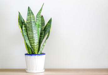 Beautiful dracaena trifasciata snake plant (sansevieria trifasciata) in a white pot on wooden shelf