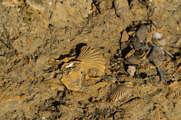 seashell fossils over 230 years old