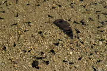 A close-up view of a shallow water body showing tiny black tadpoles swimming across a sandy, pebble-covered bottom. The clear water highlights the details of the tadpoles and natural textures.