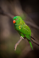 Scaly-breasted lorikeet in the nature park