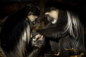 mantle guereza monkey in the zoo prague