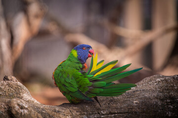 lori lorikeet bird in nature park