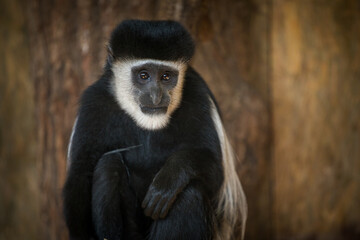 mantle guereza monkey in the zoo prague
