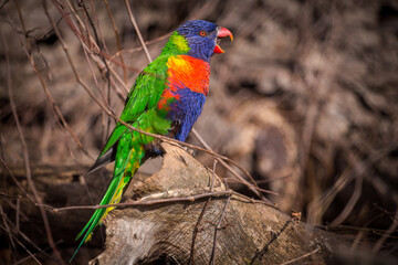 lori lorikeet bird in nature park
