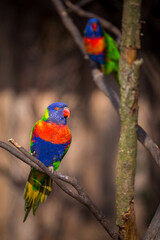 lori lorikeet bird in nature park