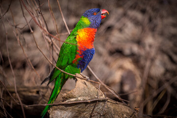 lori lorikeet bird in nature park