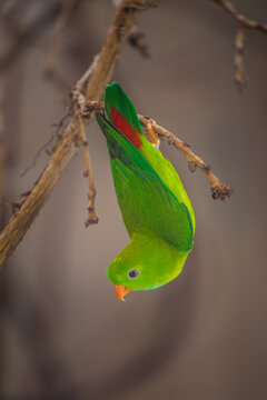 Loriculus vernalis bird upside down