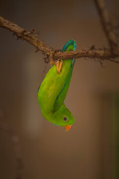 Loriculus vernalis bird upside down