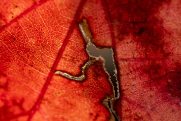 Vigne in autunno la magia dei colori