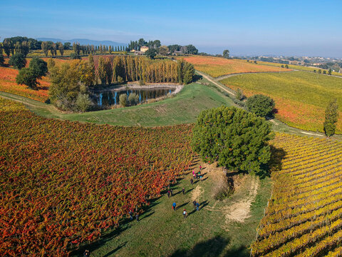 Vigne in autunno la magia dei colori