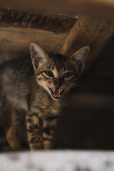 Obraz premium portrait of a striped kitten.