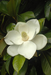 Magnolia flower close-up. Snow-white petals surrounded by hard glossy green leaves. A beautiful...
