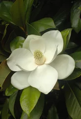 Gordijnen Magnolia flower close-up. Snow-white petals surrounded by hard glossy green leaves. A beautiful southern flower. A huge white magnolia flower. © Julia
