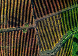 Vigne in autunno la magia dei colori