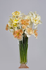 Delicate bouquet of daffodils in a glass vase isolated on a gray background.