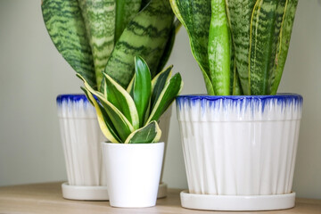 A tiny small snake plant (Dracaena trifasciata, Sansevieria trifasciata) in front of two larger ones on a wooden surface