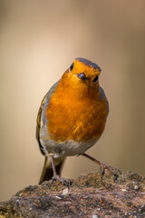 Robin (Erithacus rubecula)