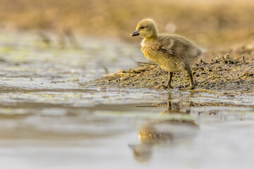 Greylag goose Chick