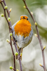 European robin (Erithacus rubecula)