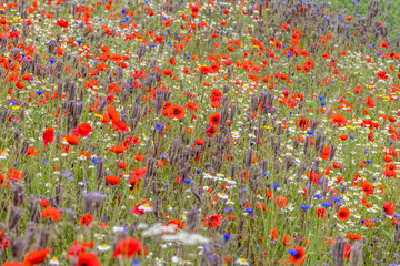 wildflower meadow