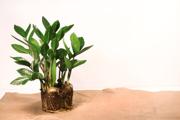 zamioculcas roots, zamiifolia, ZZ Plant, 
white background, copy space.
preparing a plant for transplanting.
	
	 - Powered by Adobe