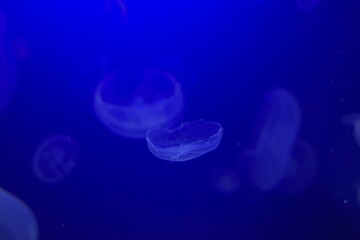 Obraz na płótnie Canvas jellyfish in blue water