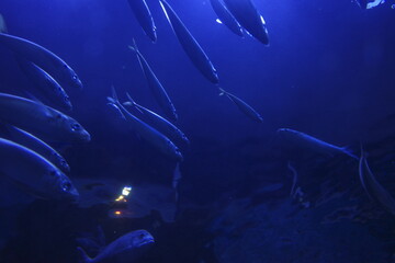 Fototapeta na wymiar Fishes in aquarium