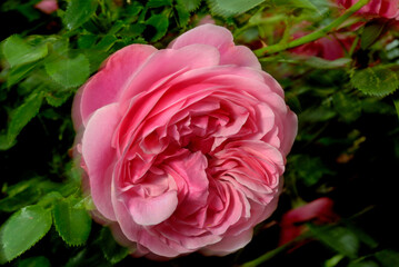 Photo of a rose as a symbol of love and affection.
