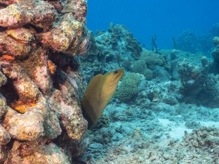 Seascape with Green Moray Eel, coral, and sponge in the coral reef of the Caribbean Sea, Curacao
