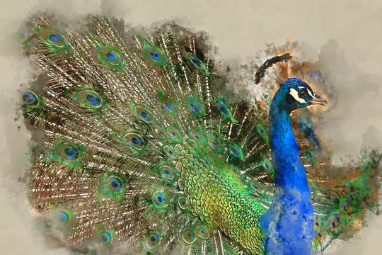 watercolor style and abstract image of beautiful male peacock opening his tail