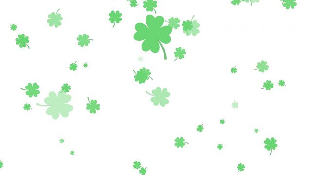 Shamrock four-leaf clovers falling on a white background in 4k