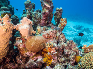Zeegezicht met schorpioenvissen, koraal en spons in het koraalrif van de Caribische Zee, Curaçao