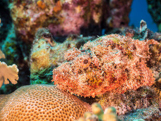 Seascape with Scorpionfish, coral, and sponge in the coral reef of the Caribbean Sea, Curacao