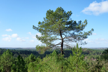Fototapeta premium Trois pignons forest in the French Gatinais Regional Nature park
