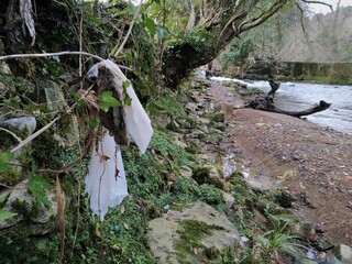 Close-up of two plastics that have become entangled in the branch of a tree dragged by the current.
