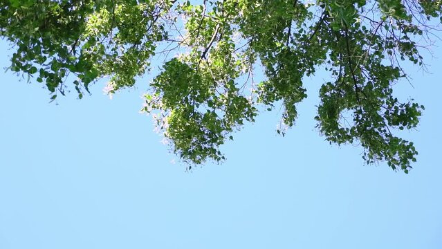 Blurred Spring Summer background. Green leaves of trees swaying in the wind against Blue Sky  