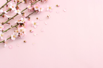 image of spring white cherry blossoms tree over pink pastel background