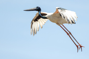 Obraz premium Jabiru Black-necked Stork in Australia