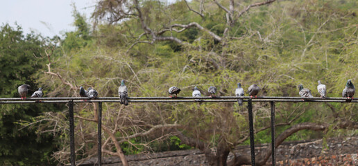 A flock of pigeons sits on an iron bar. In the dim background