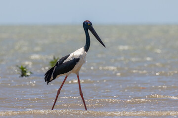 Jabiru Black-necked Stork in Australia