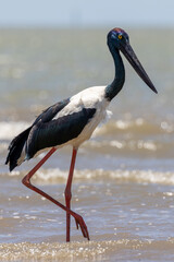 Jabiru Black-necked Stork in Australia