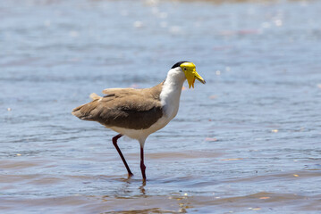 Masked Lapwing in Australia