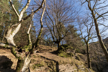 old beeches in winter in the mountains of the basque country
