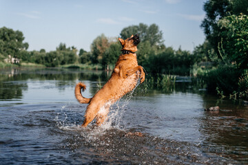 A red-haired dog jumps in the river