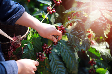 hand plantation coffee berries with farmer harvest in farm.harvesting Robusta and arabica  coffee...