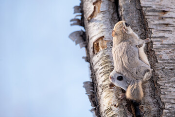 冬のエゾモモンガ
