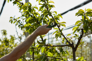 Farmer pruning cherry trees and branches of young trees during blossom in spring.