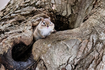 春のシマリス