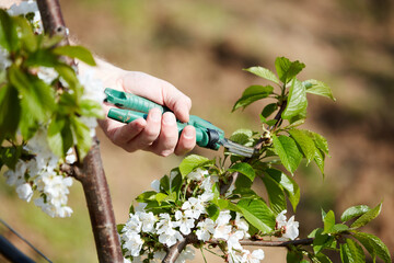 Farmer pruning cherry trees and branches of young trees during blossom in spring.